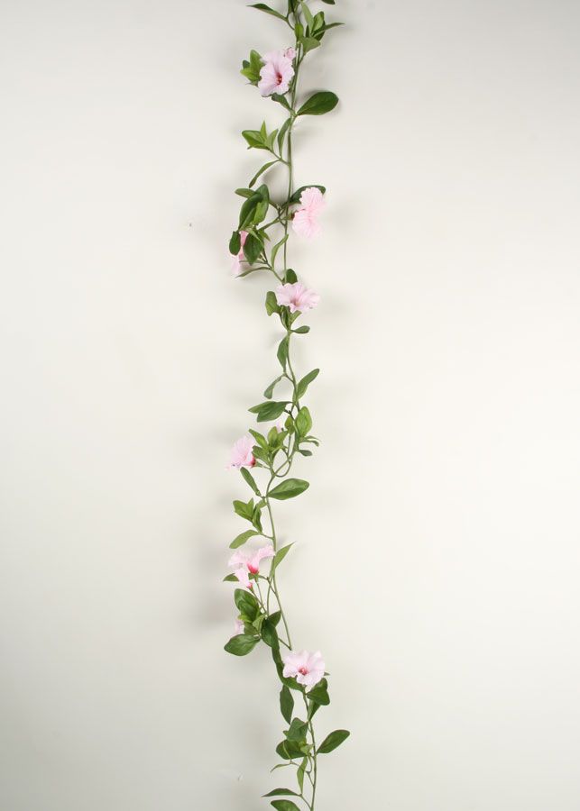 petunia vine
