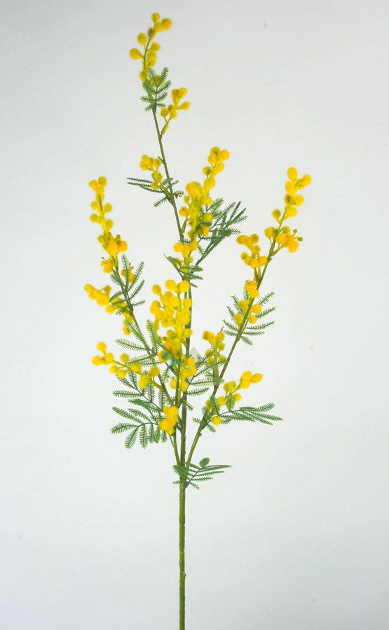 mimosa 