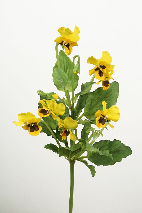 pansy yellow 