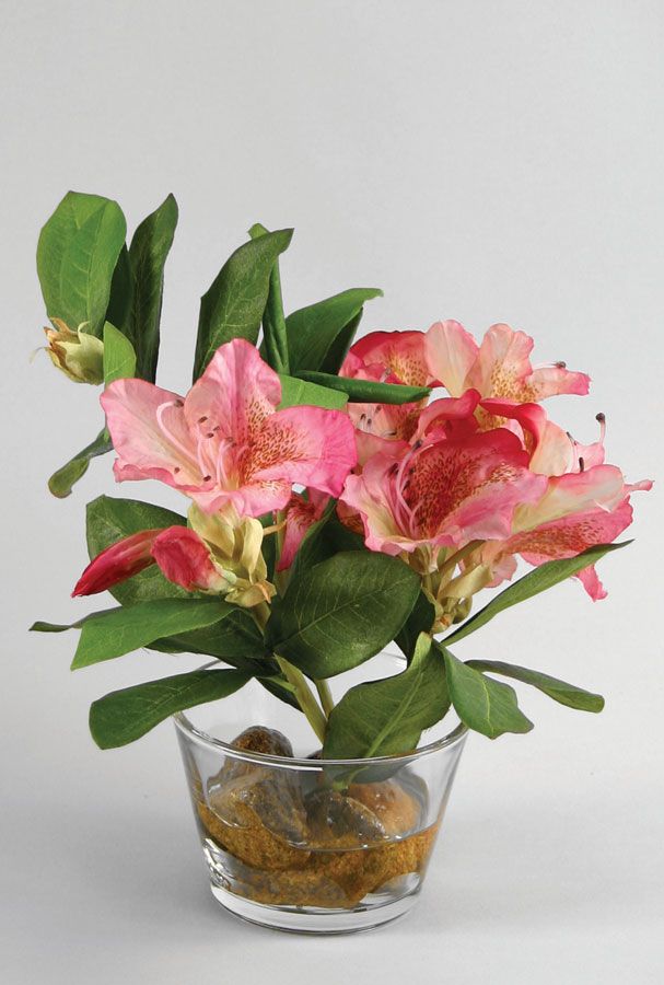 Rhododendron 