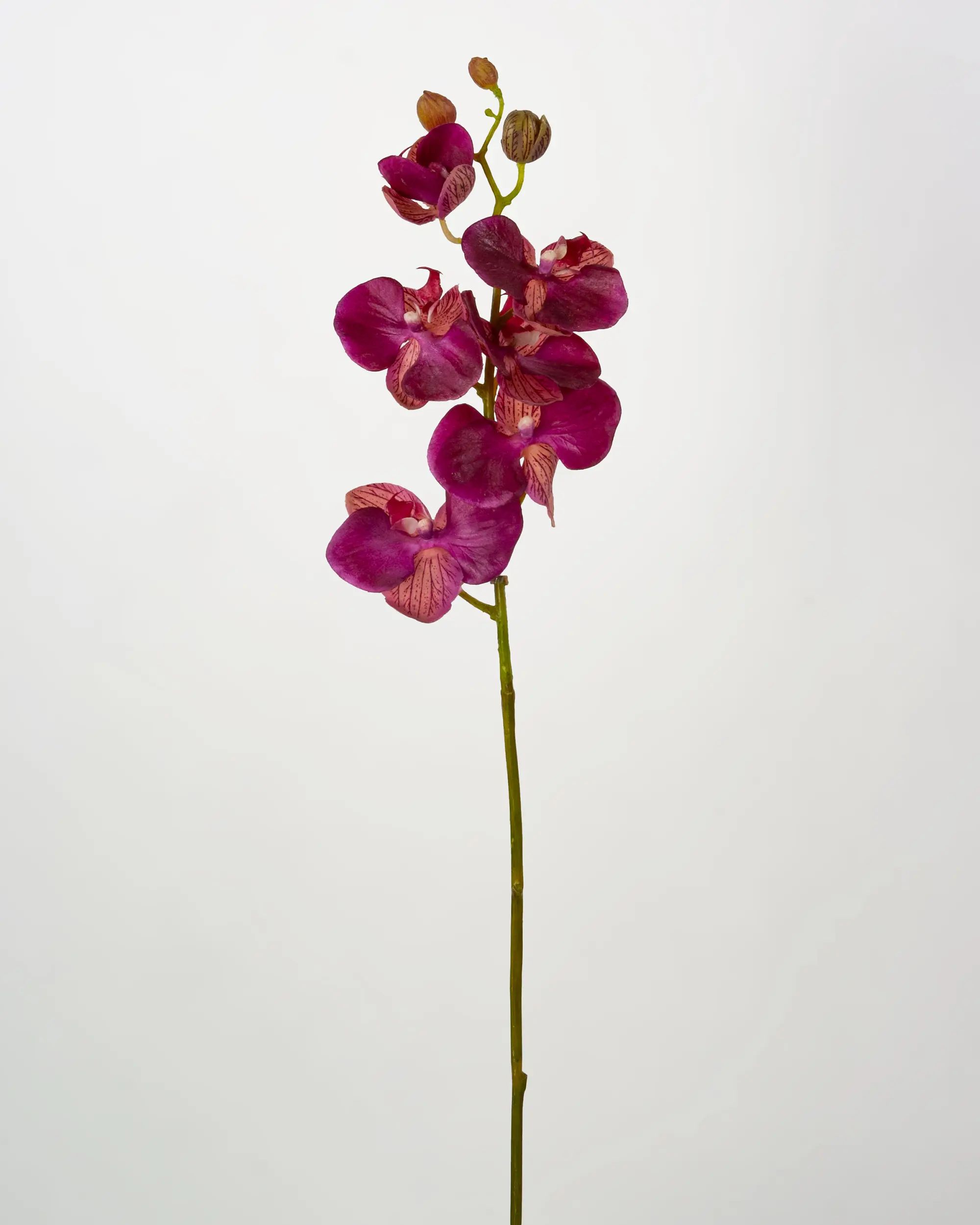 Orchid