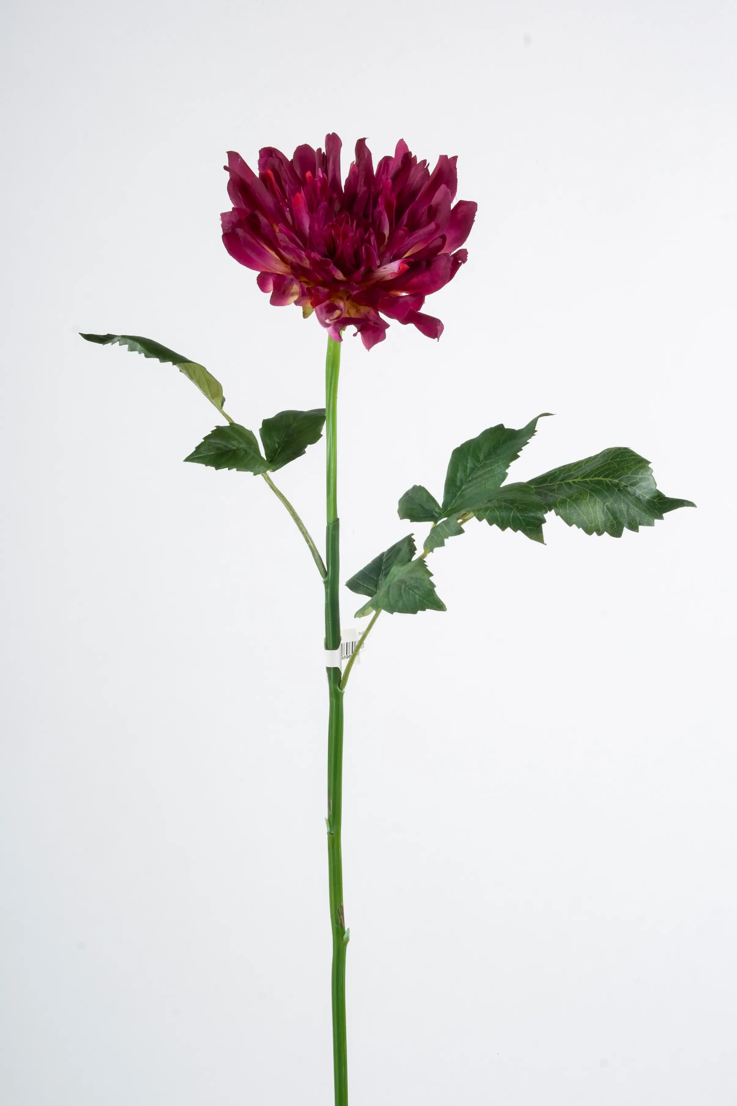 Decorative Dahlia