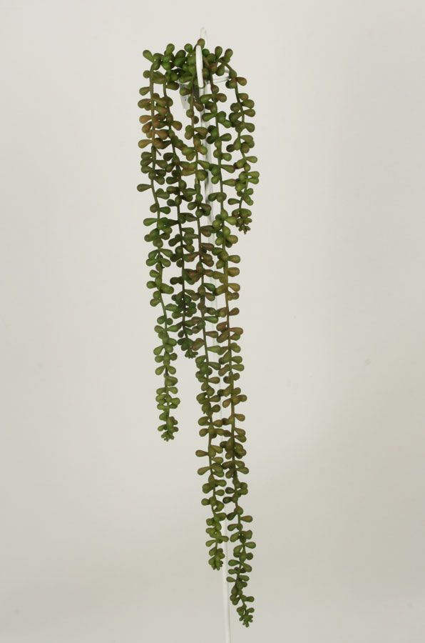 sedum 