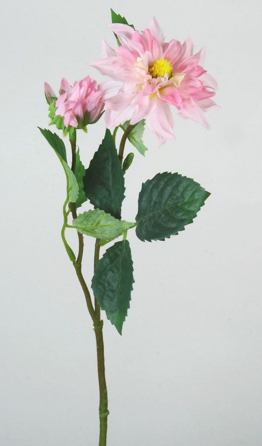 sweet dahlia stem 