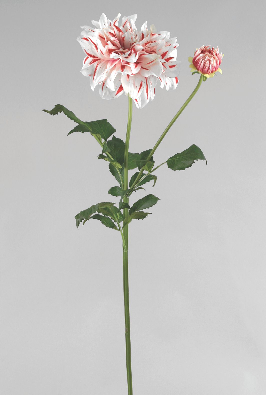 Dahlia