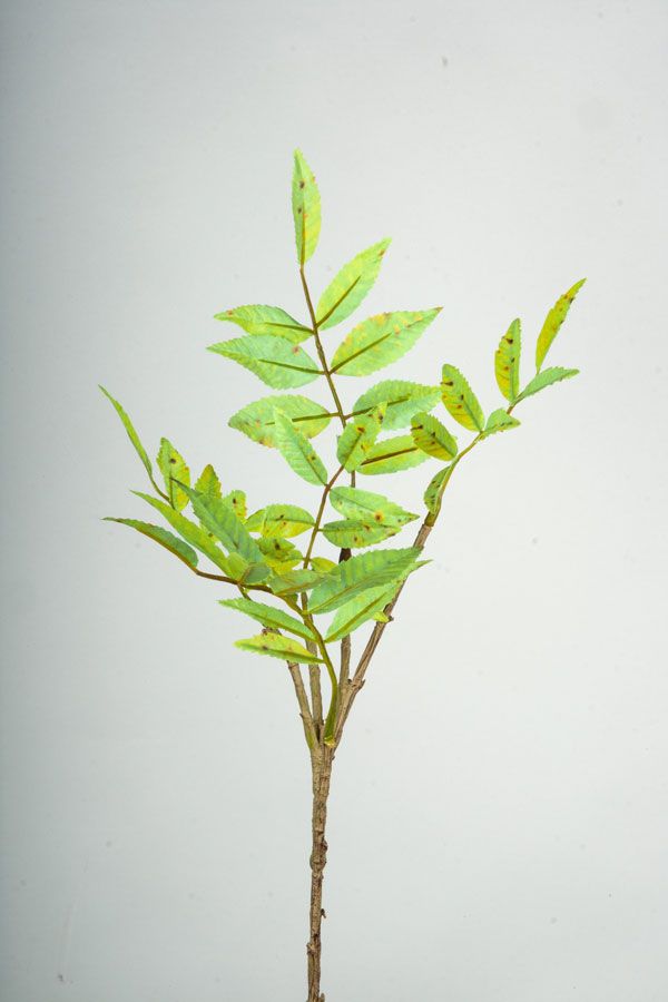 sorbus autumn spray 