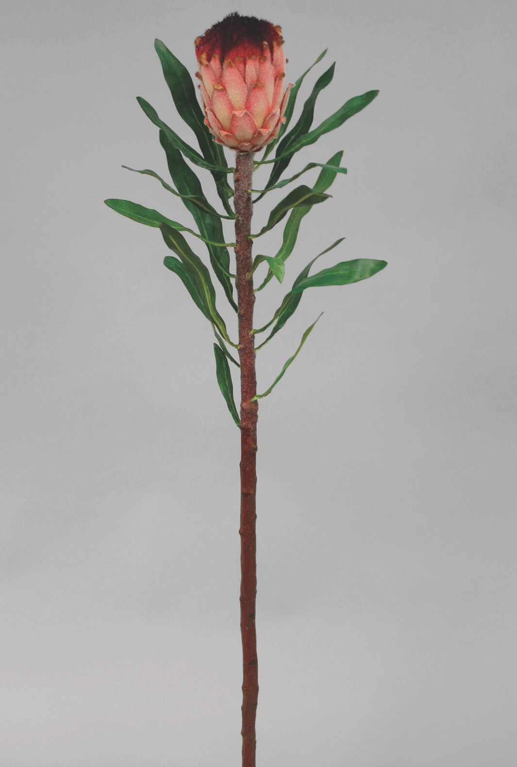 protea 