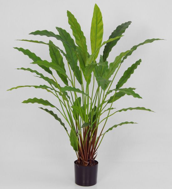 calathea 