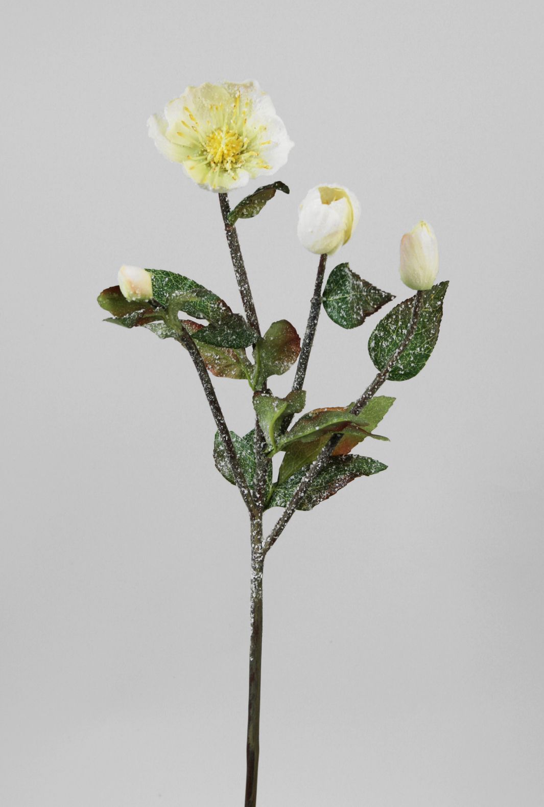 christmas rose spray 