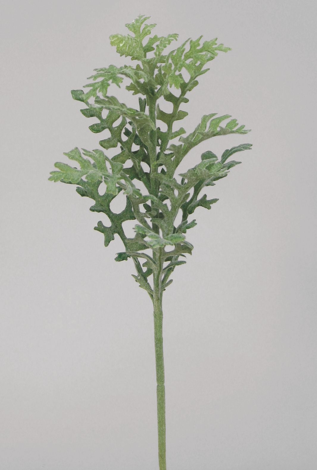 fern spray 