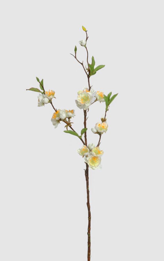 cherry blossom