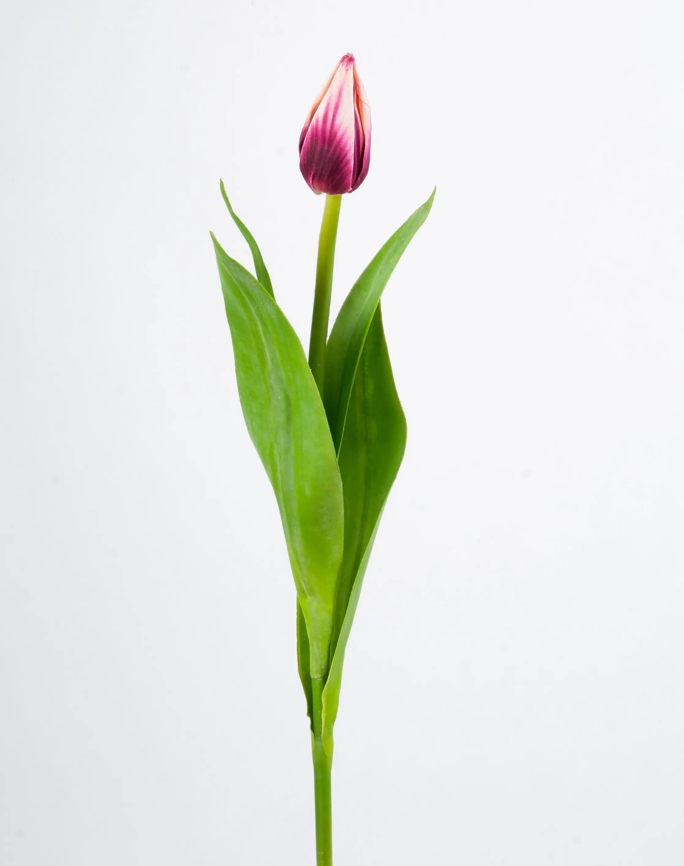 Tulip Bud