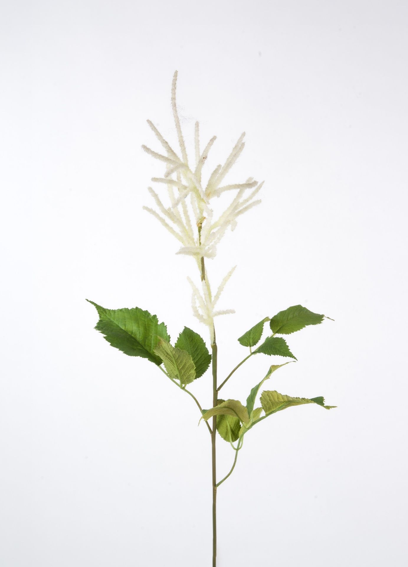 auruncus flower spray 