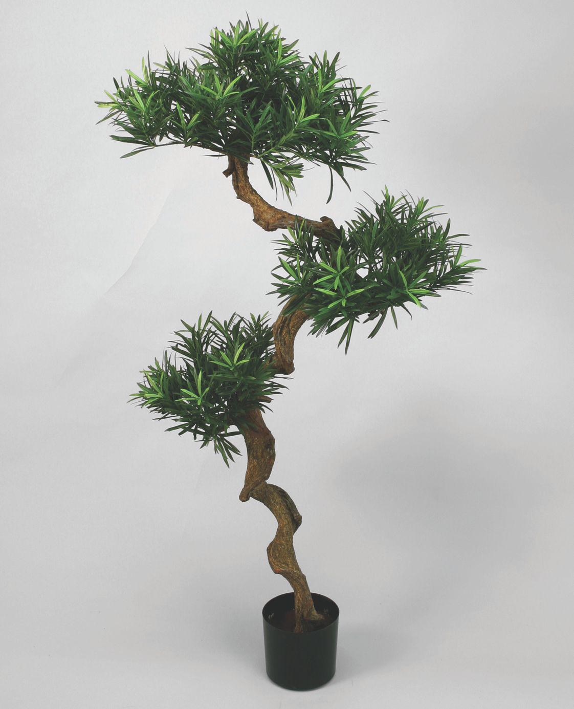 Podocarpus