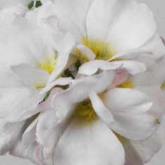 Primula