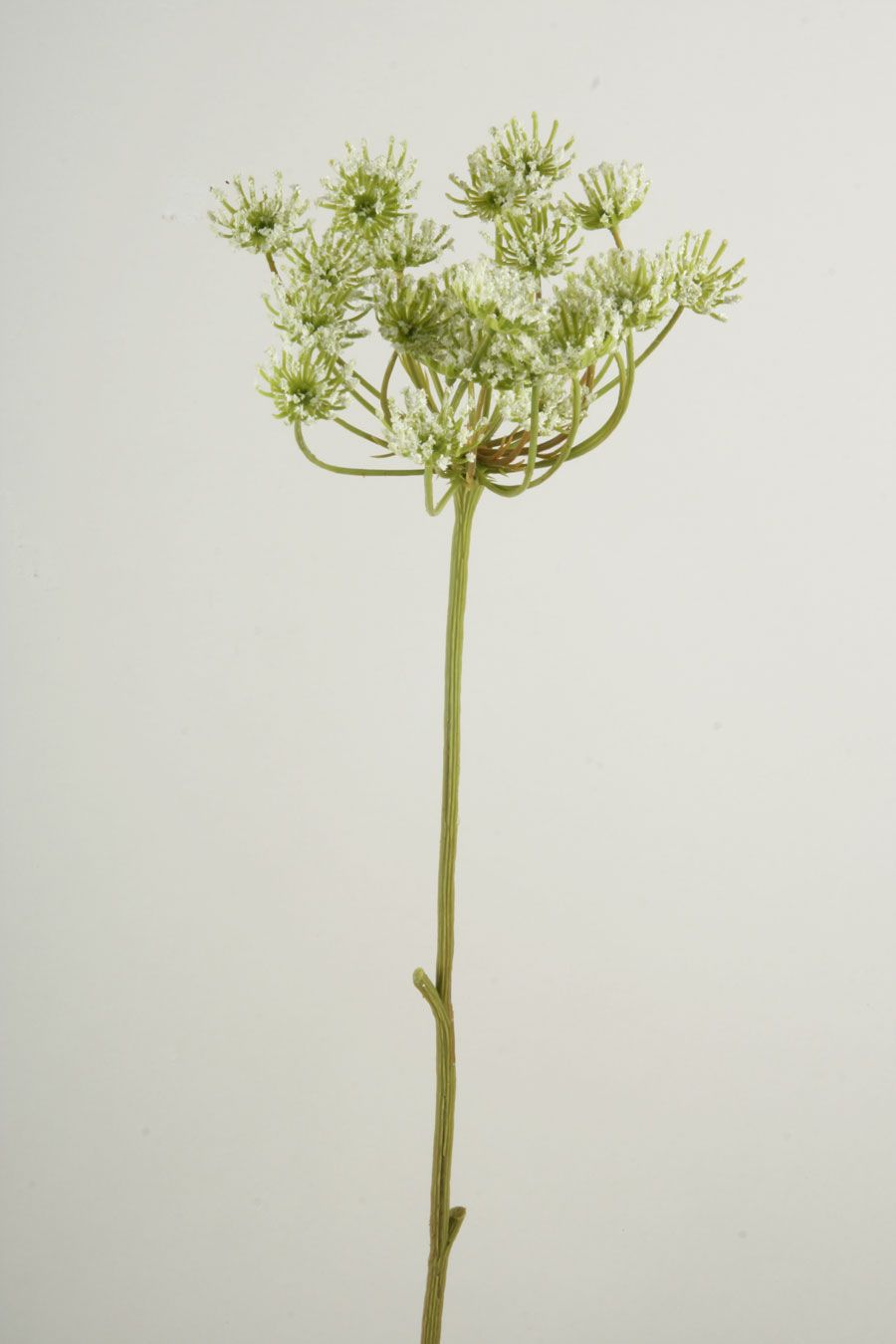 Queen Annes Lace 