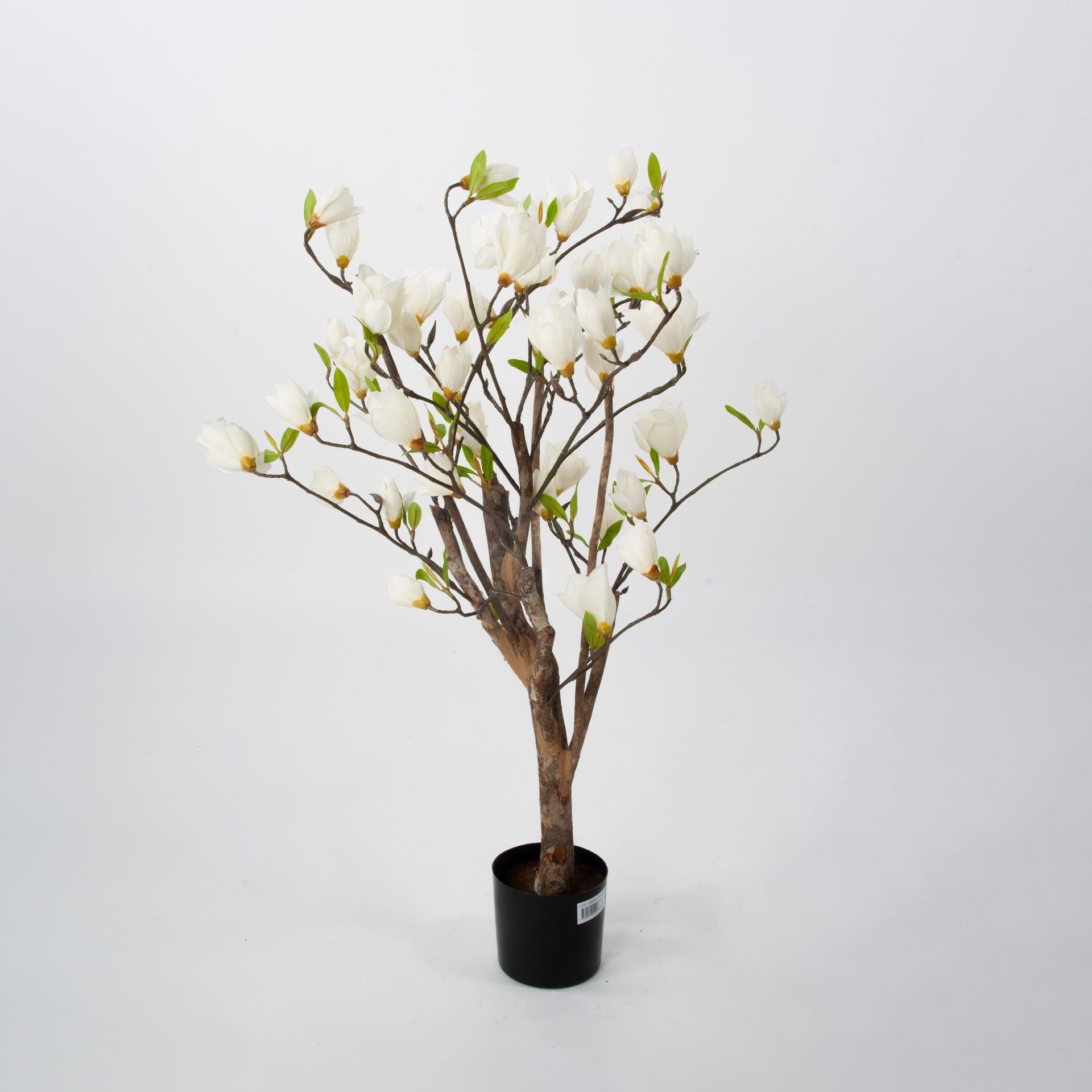 magnolia 