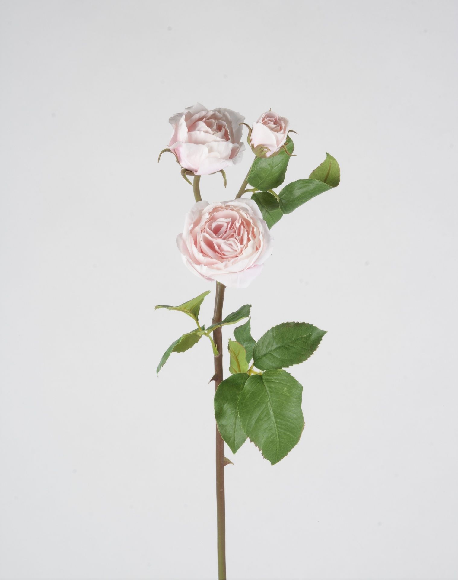 rose ecuadorian 