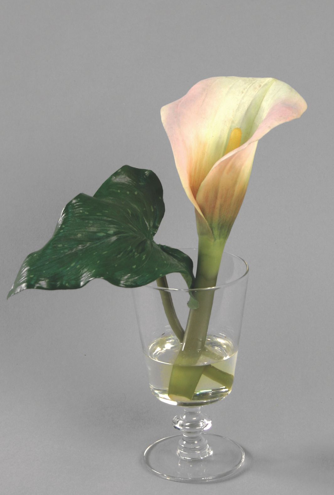 Calla in Water