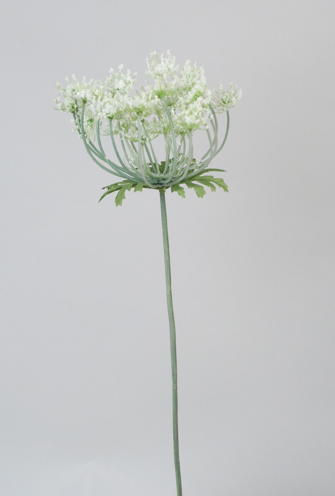 Queen annes lace 
