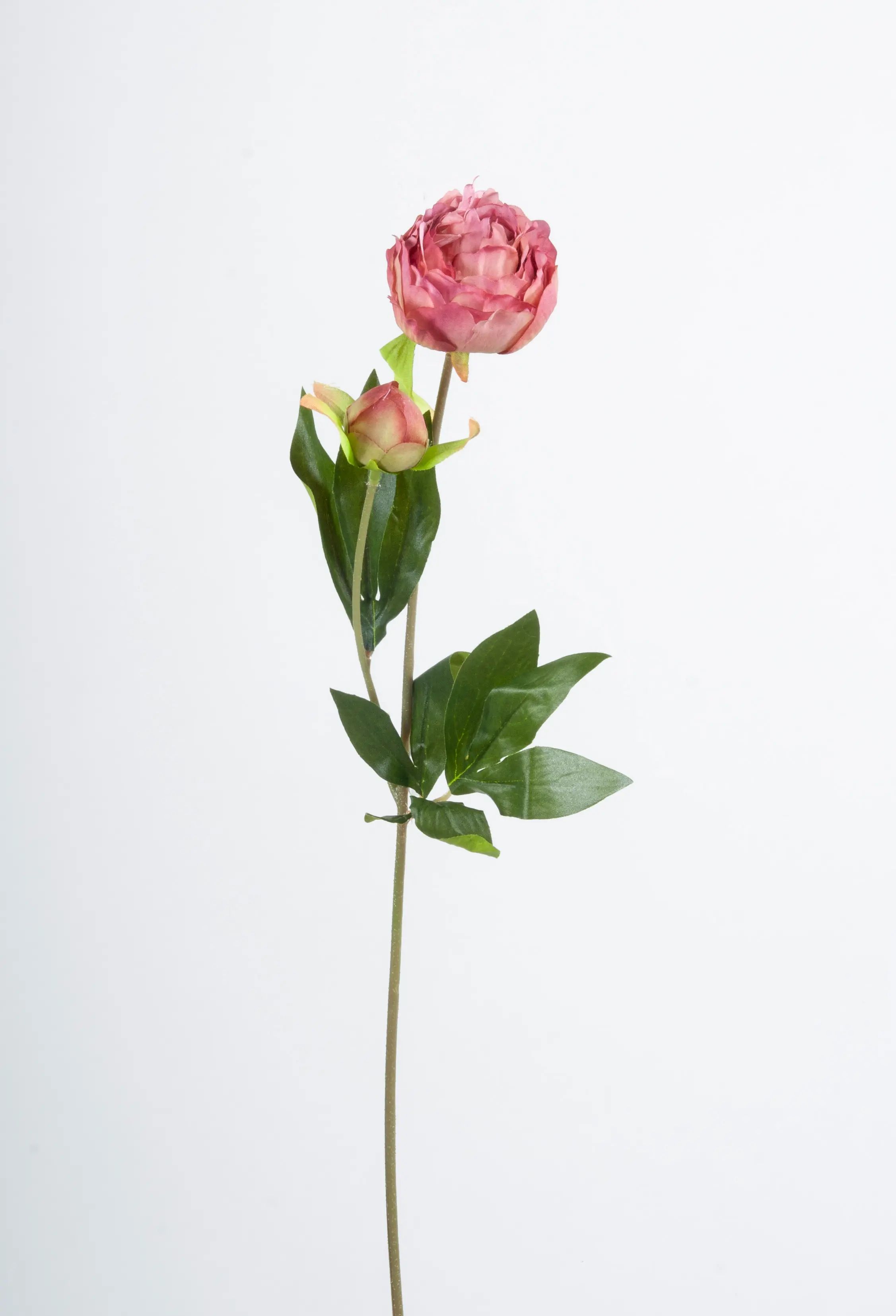Peony