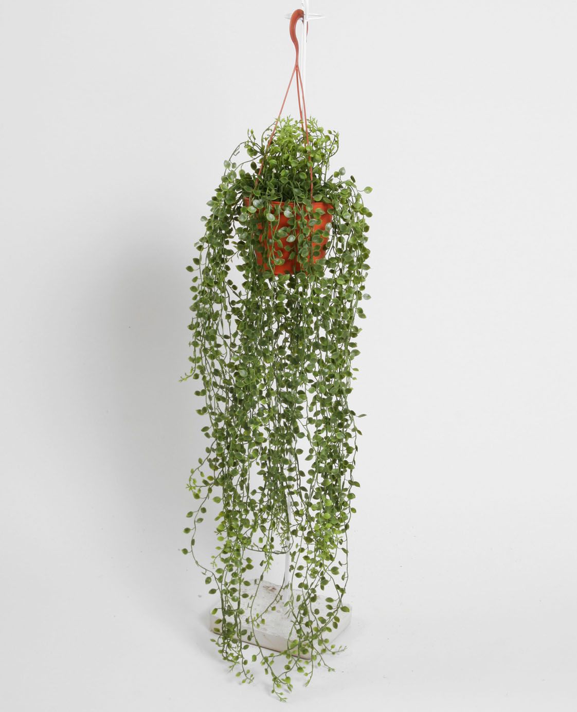 muehlenbeckia 