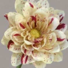Dahlia