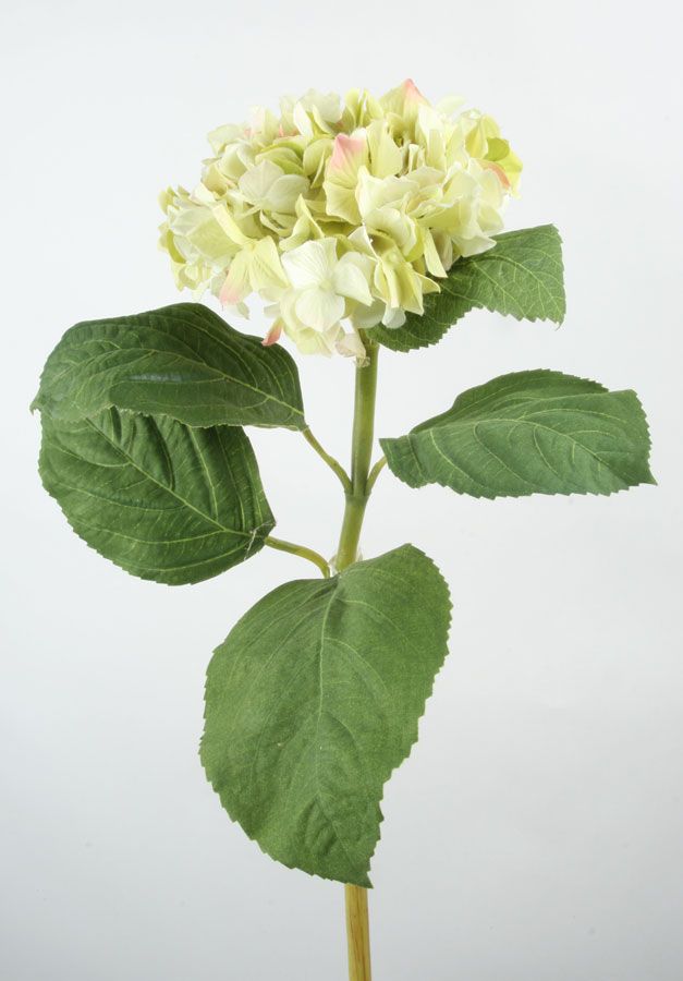 Hydrangea