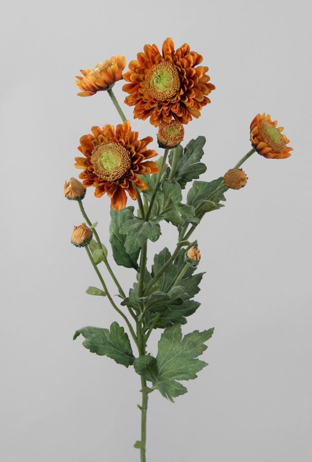 Chrysantemum