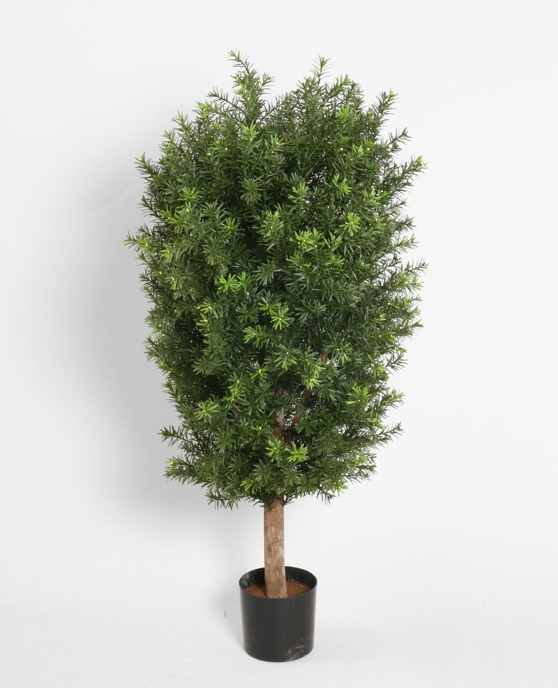 taxus