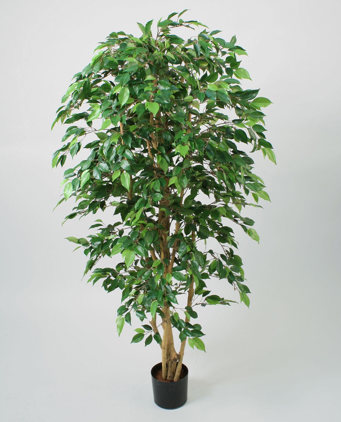 Ficus Natasja