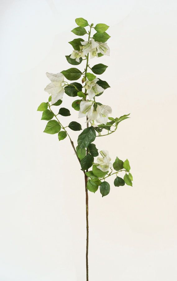 Bougainvillea