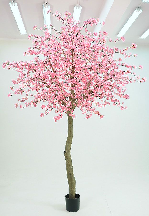 cherry blossom 