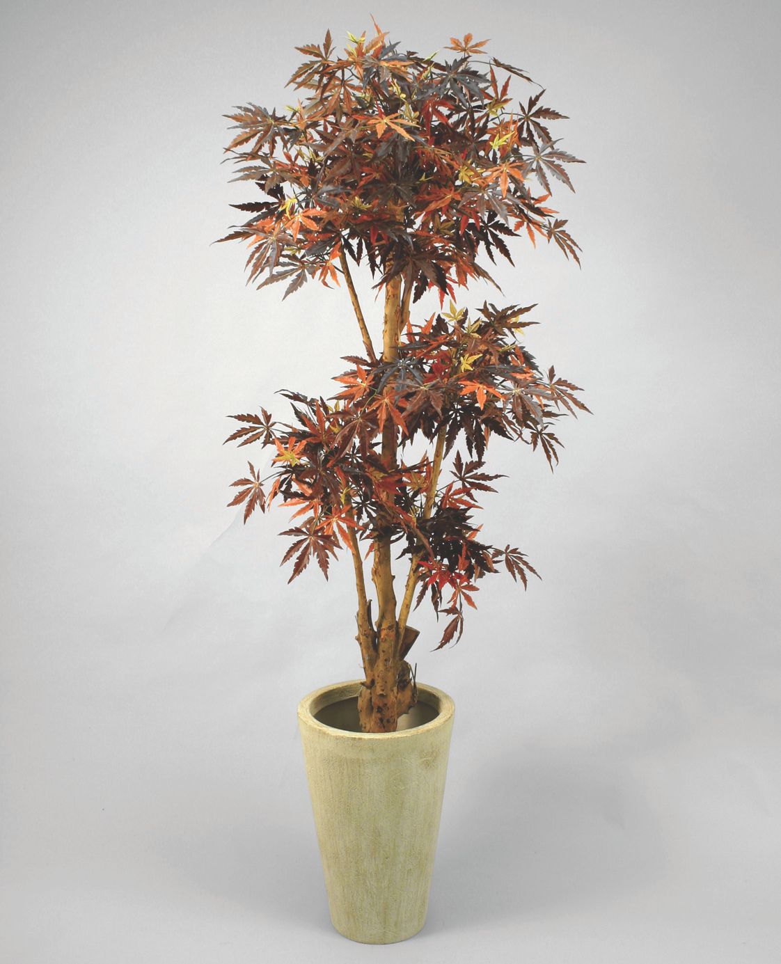maple 