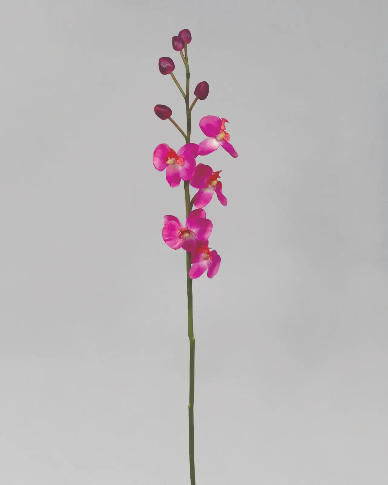 Orchid