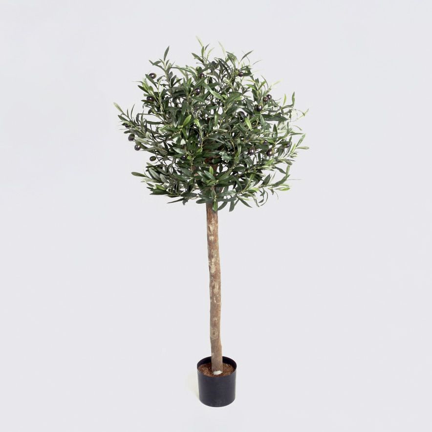 Olive Tree
