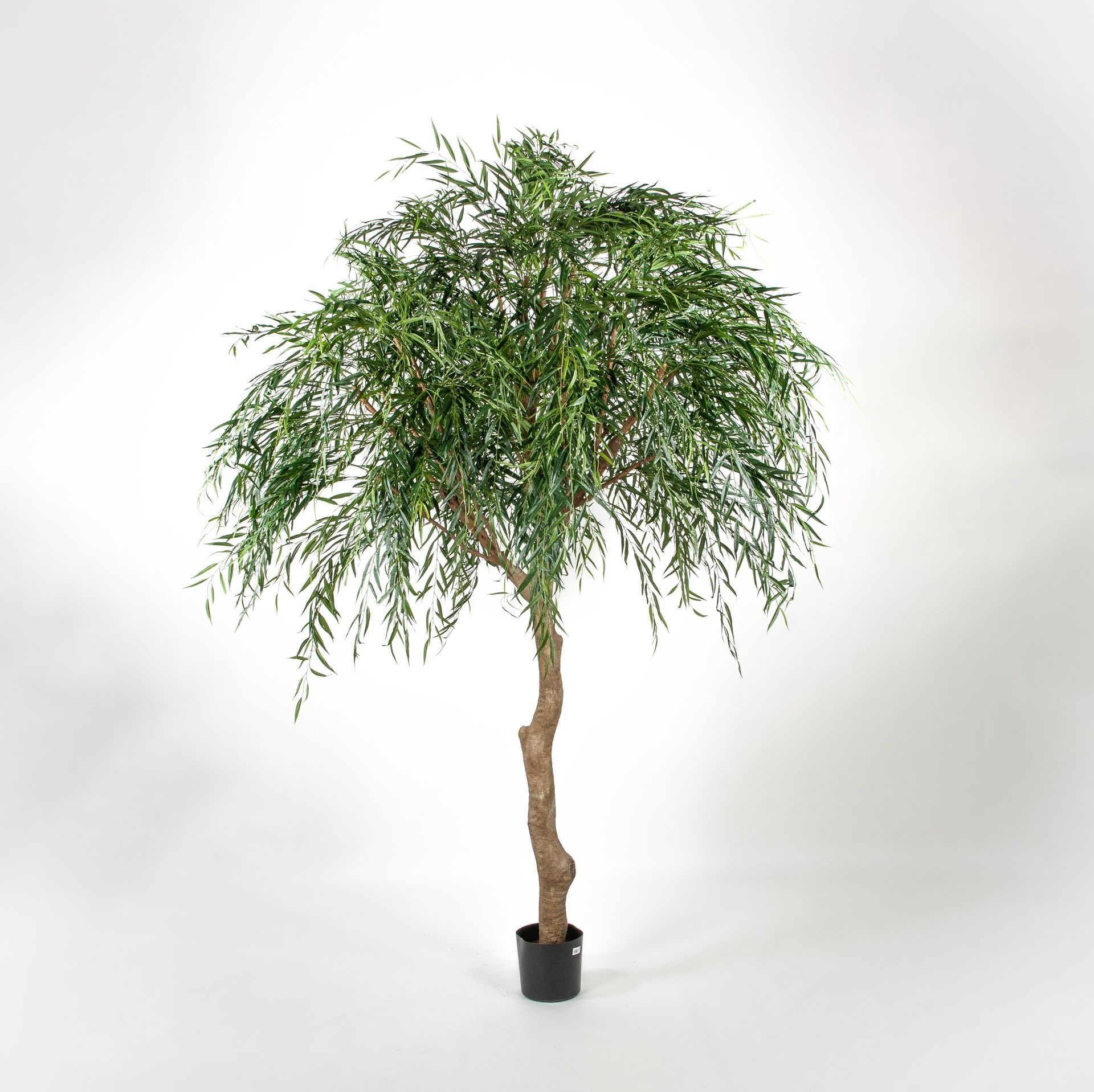 Weeping Willow