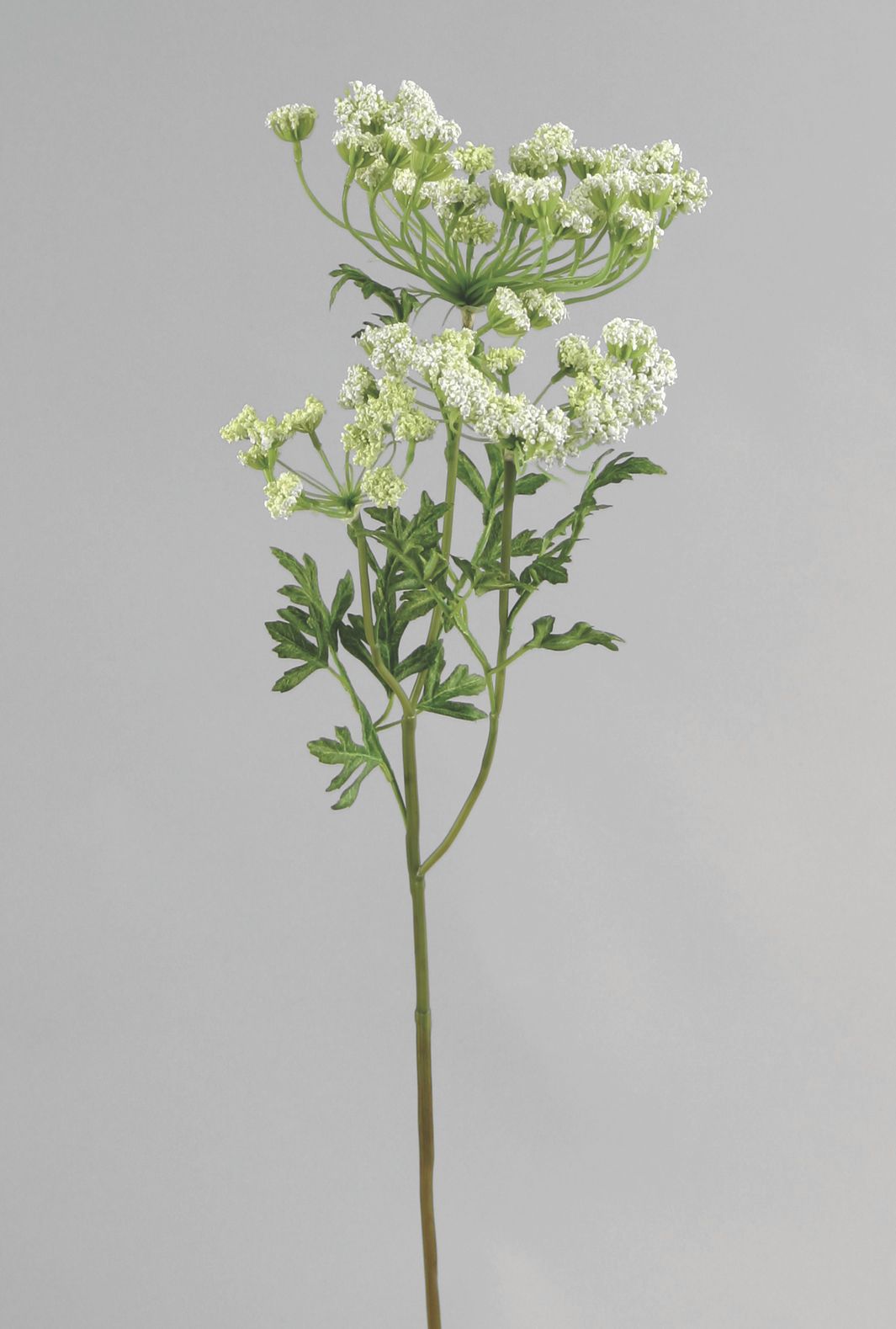 Queen Annes Lace 