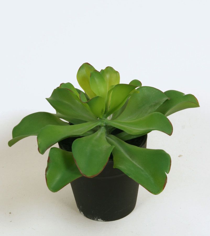 echeveria in pot 