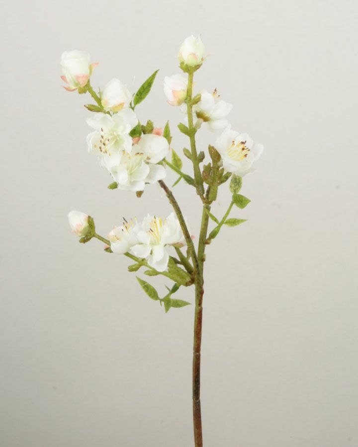 Peach Blossom