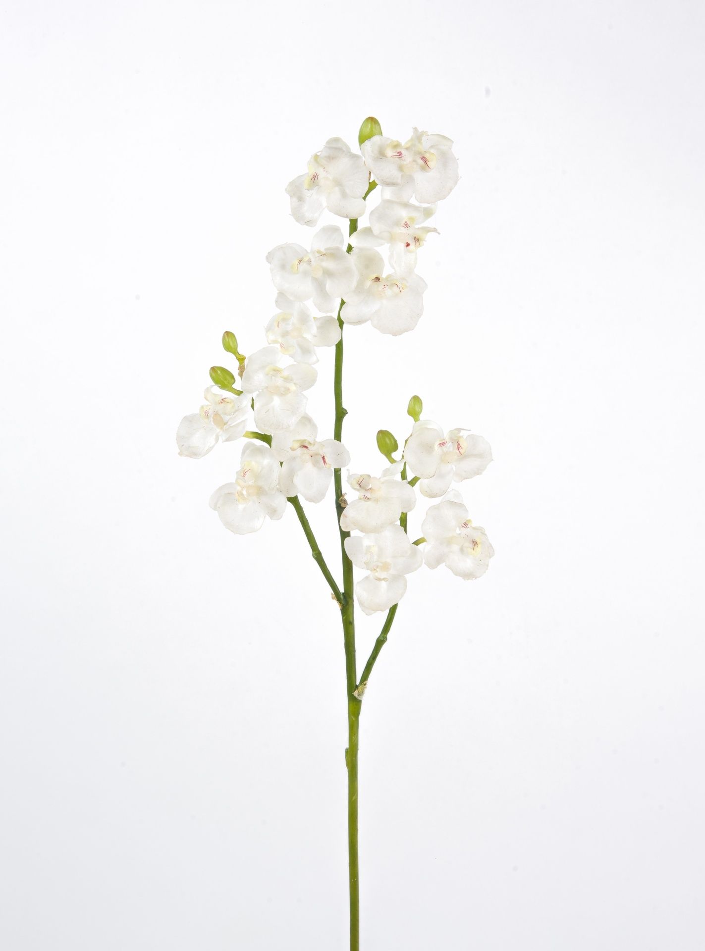 phalaenopsis 