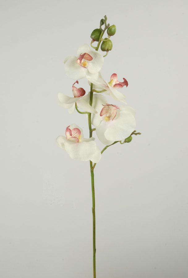Orchid