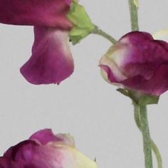 Lathyrus