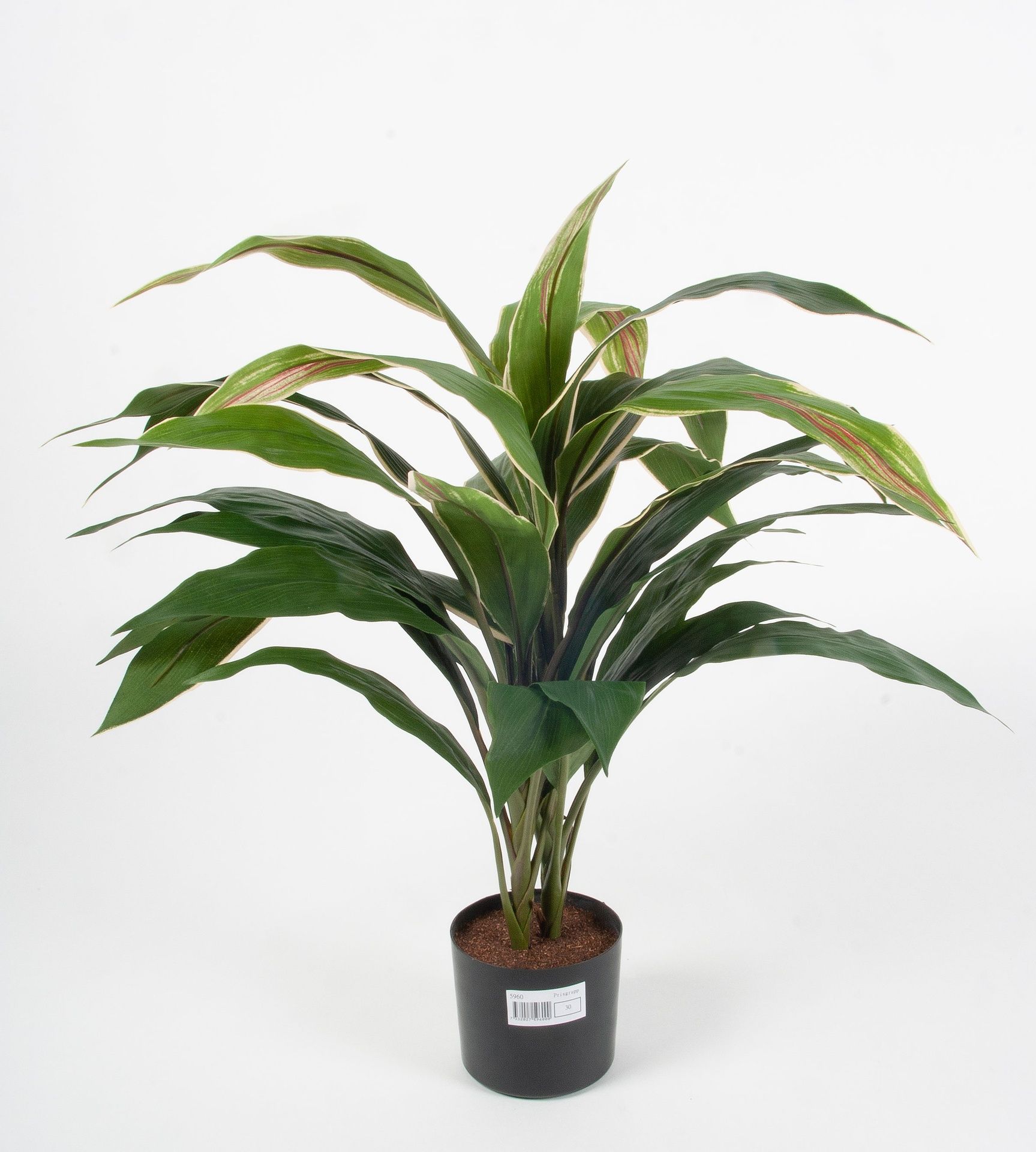cordyline 