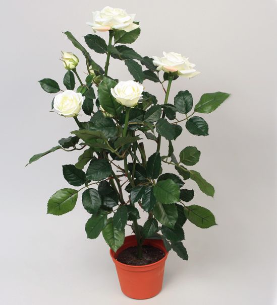 rose cream 