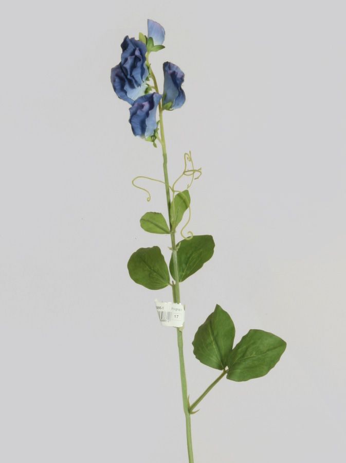 Lathyrus