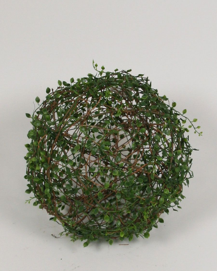 callisia