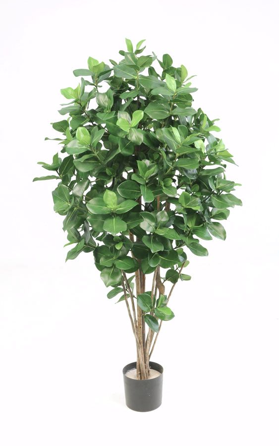 clusia tree 