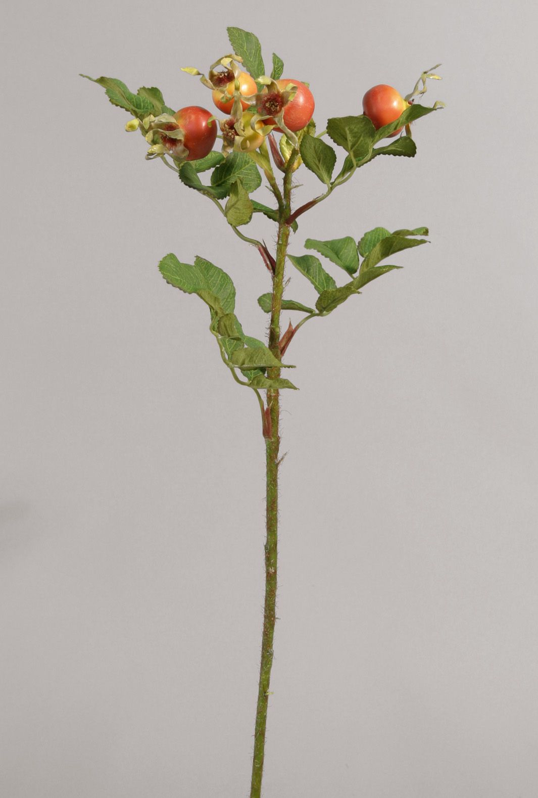 rosehip orange 