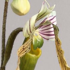 Lady Slipper Orchid